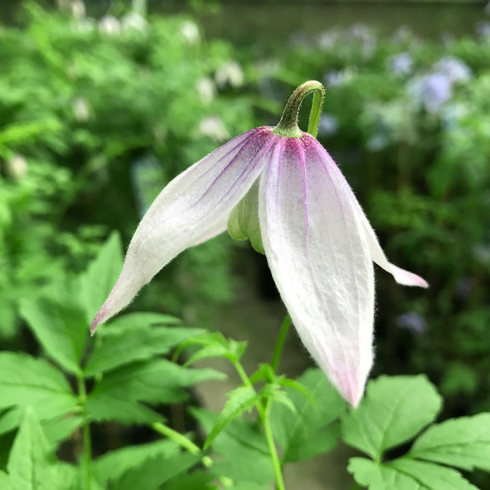 Sarah Raven Plants Clematis Willy Pflanze 2-Liter-Topf rosa