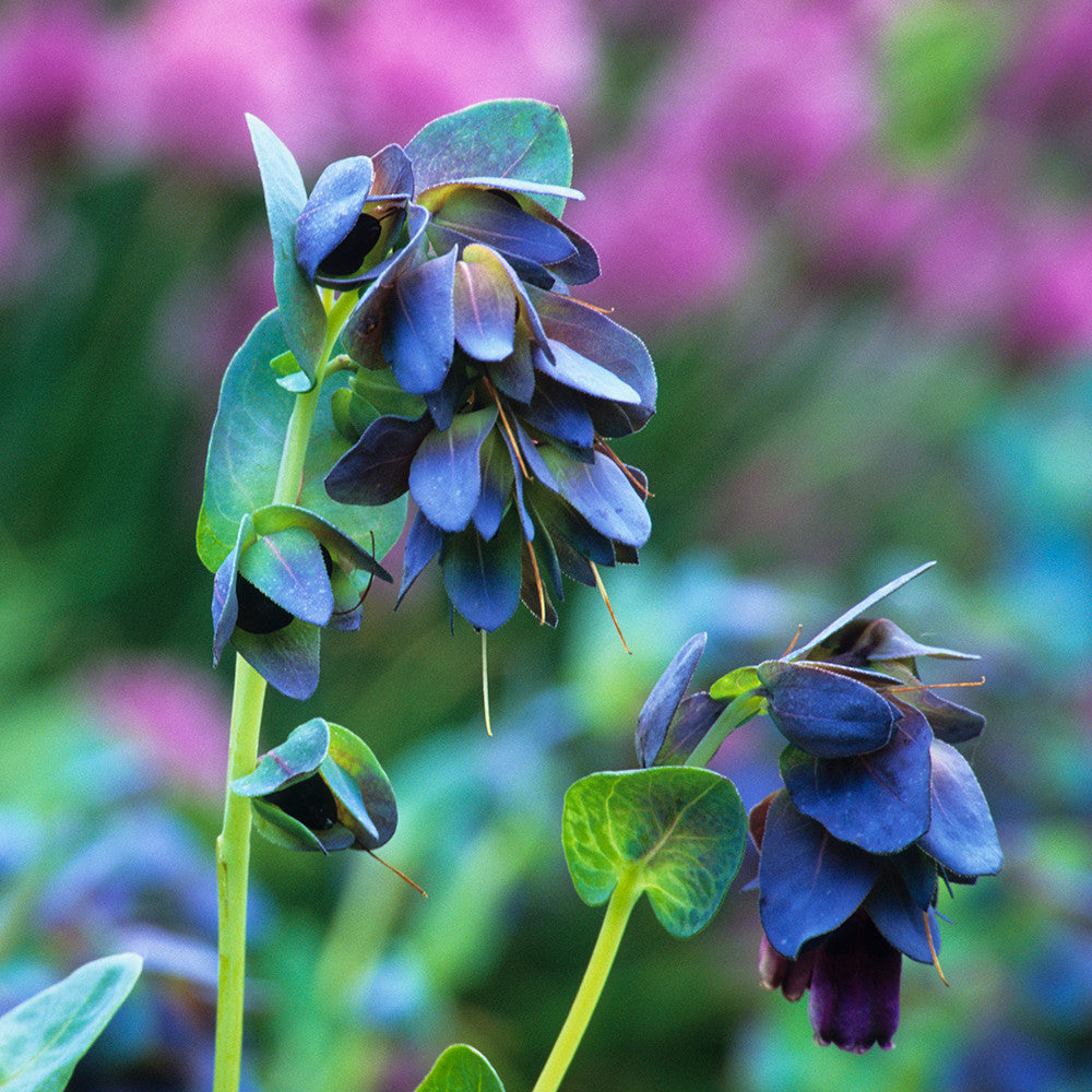 Sarah Raven Plants Cerinthe major Purpurascens Blumensamen 12 Samen