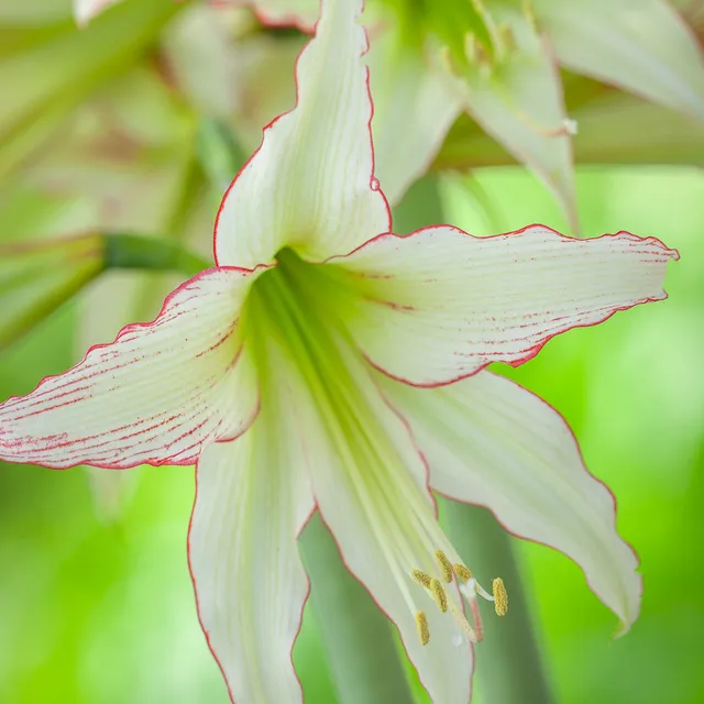 Sarah Raven Bulbs Amaryllis Emerald Blumenzwiebel 1 Zwiebel grün-rot