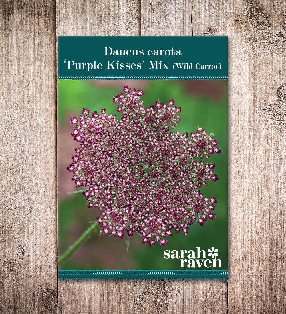 Sarah Raven Daucus carota Purple Kisses Mix Samen 150 Stück