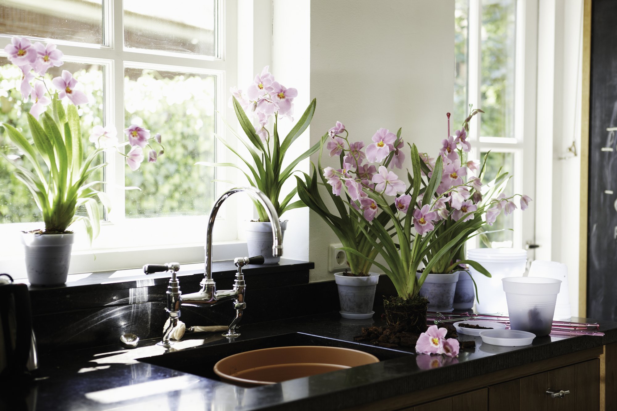 elho Green Basics Untersetzer 10 cm Transparent für Orchidee