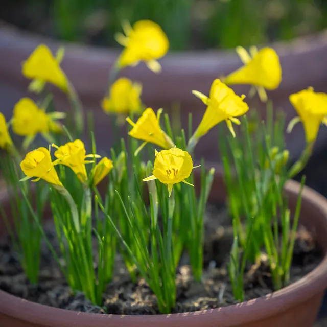 Sarah Raven Bulbs Narcissus Casual Elegance Narzissen 10 Blumenzwiebeln
