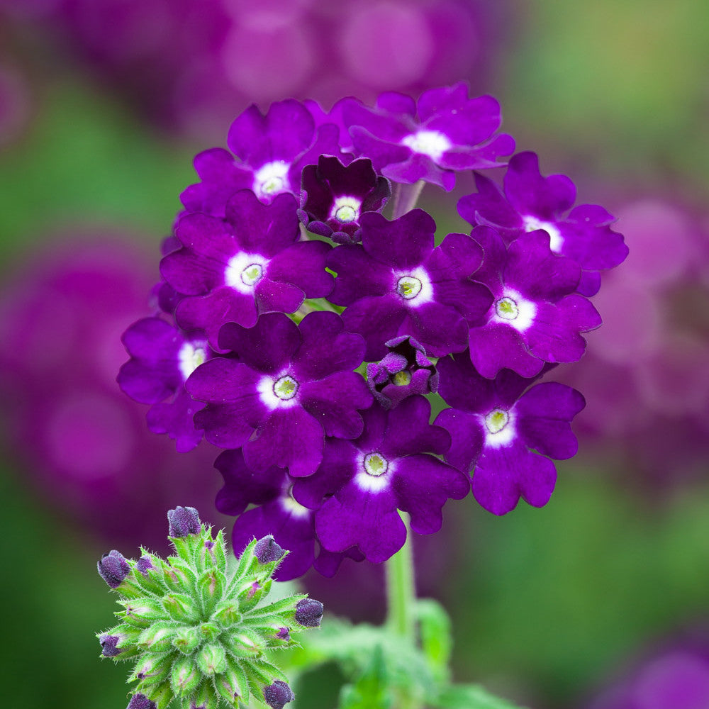 Sarah Raven Plants Purple Nights Pflanzen 6x9cm lila Biene