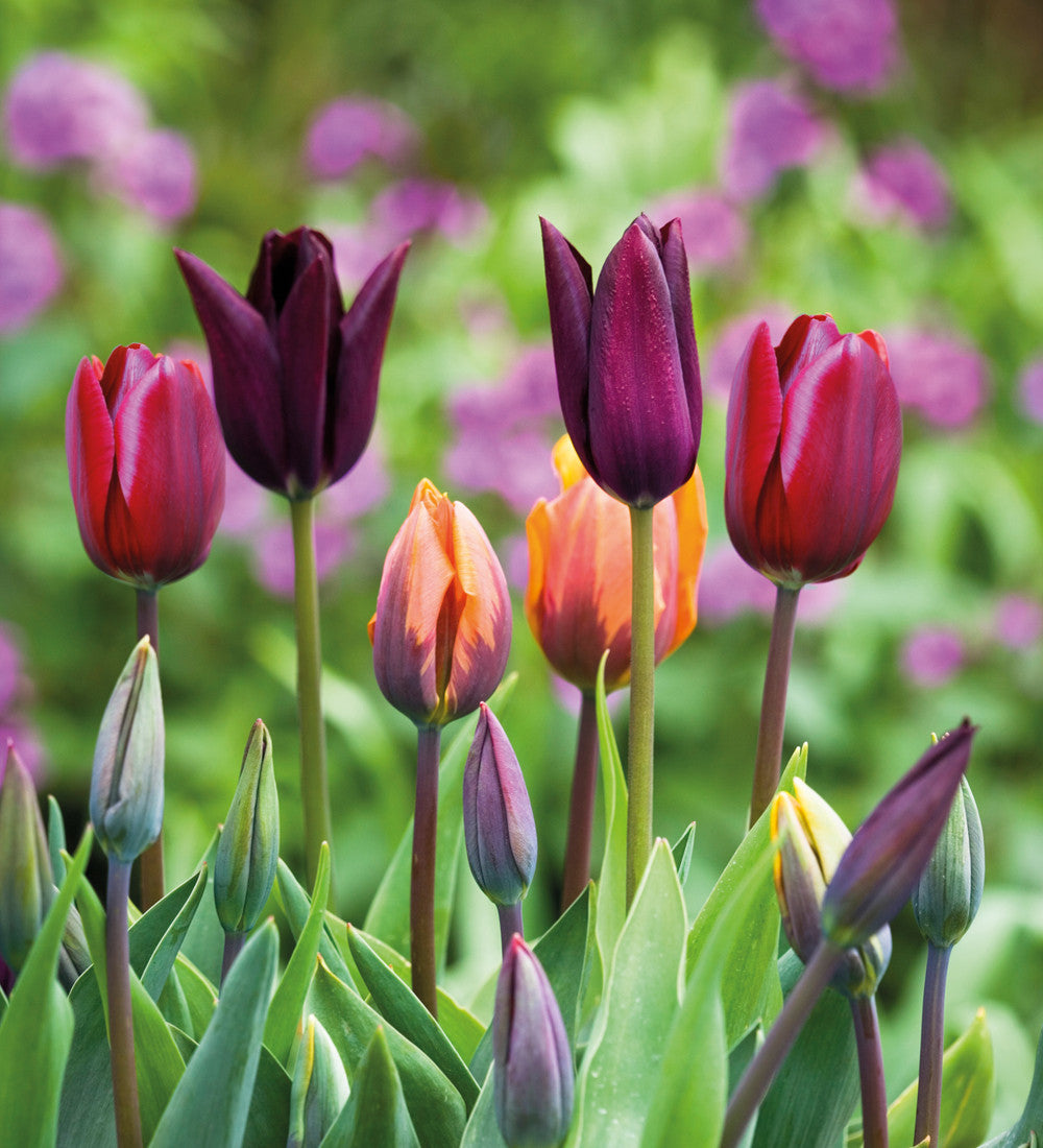 Sarah Raven Bulbs Tulip National Velvet Tulpenzwiebeln 10 Stück dunkel