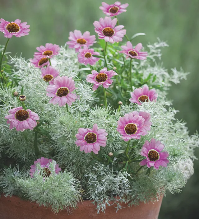 Sarah Raven Plants Forever Flowering Pflanzen 6x9cm rosa Dauerblüher