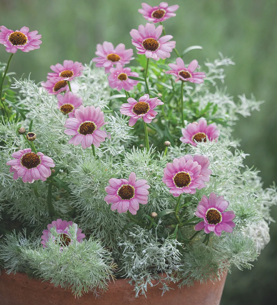 Sarah Raven Plants Forever Flowering Pflanzen 6x9cm rosa Dauerblüher