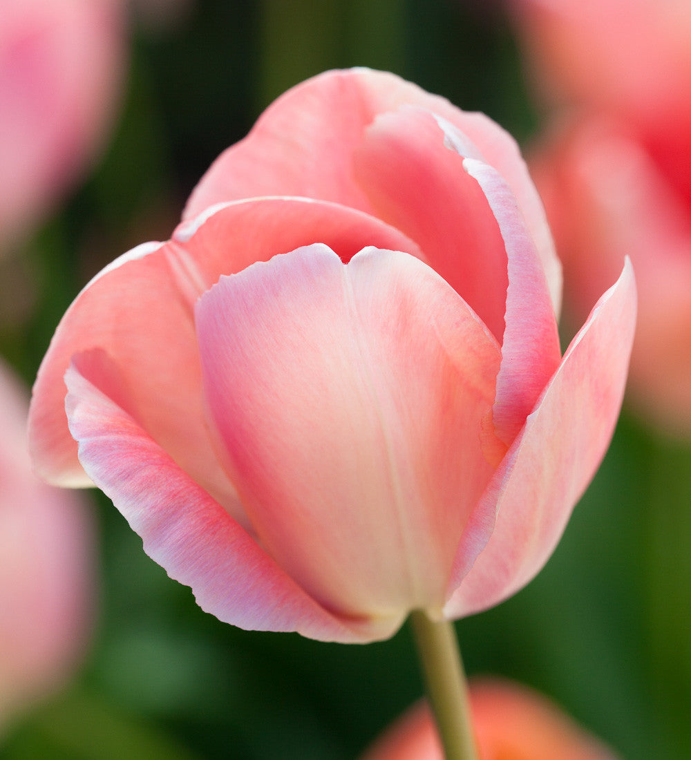 Sarah Raven Bulbs Tulpe Mystic van Eijk Blumenzwiebeln 15 Stück aprikot
