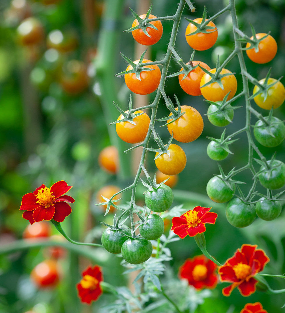 Sarah Raven Seeds Tagetes Burning Embers Blumensamen 50 Samen