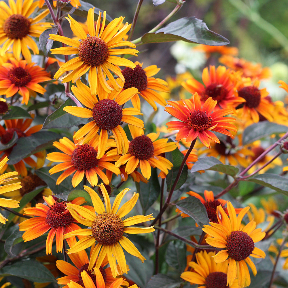 Sarah Raven Plants Heliopsis Bleeding Hearts Staude 3x9cm Topf