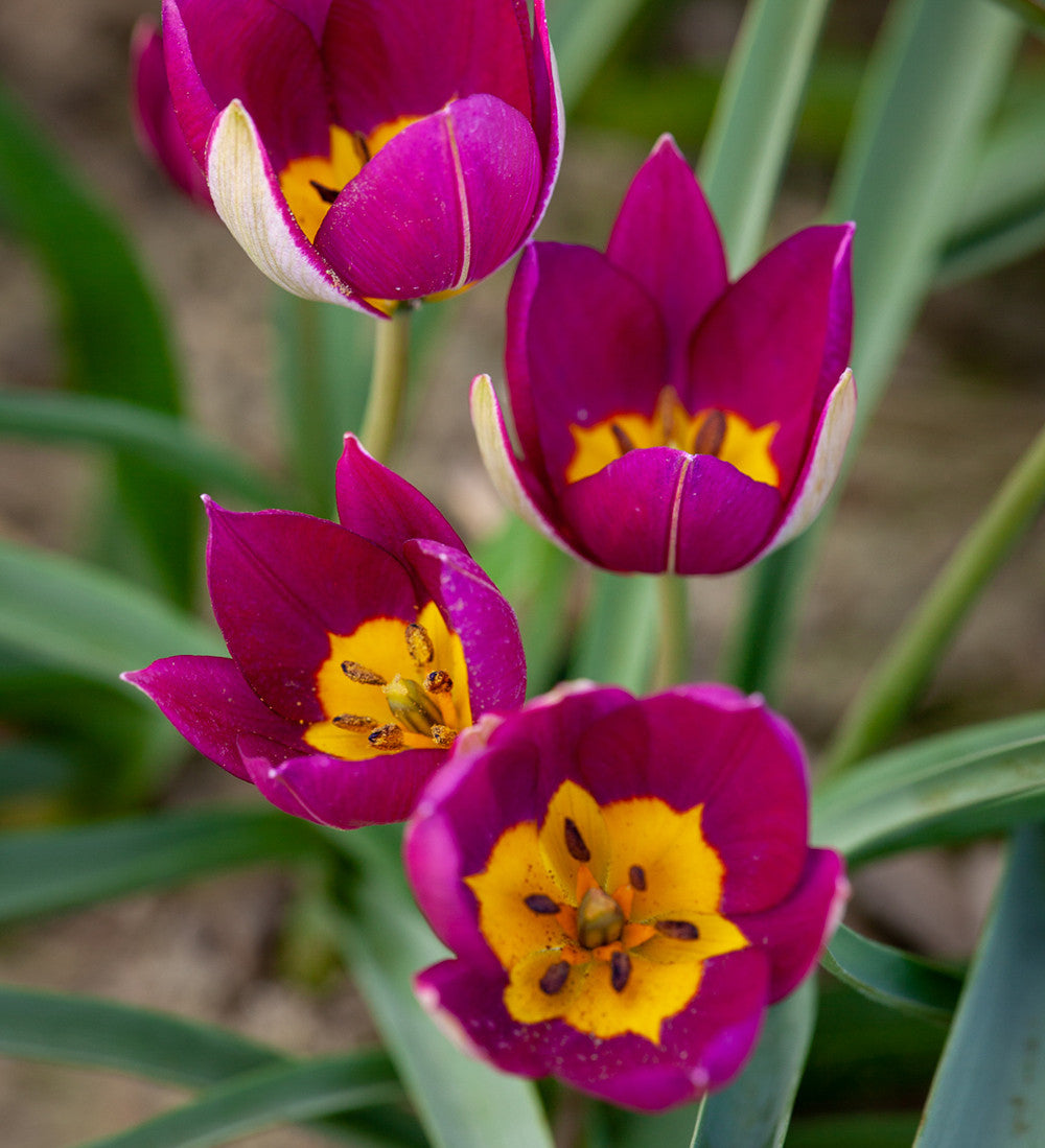 Sarah Raven Bulbs Tulip humilis Persian Pearl Blumenzwiebeln 25 Stück