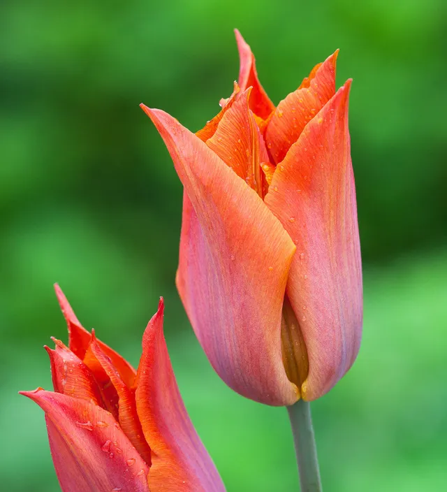 Sarah Raven Bulbs Tulip Request Tulpe 10 Zwiebeln blutorange duftend