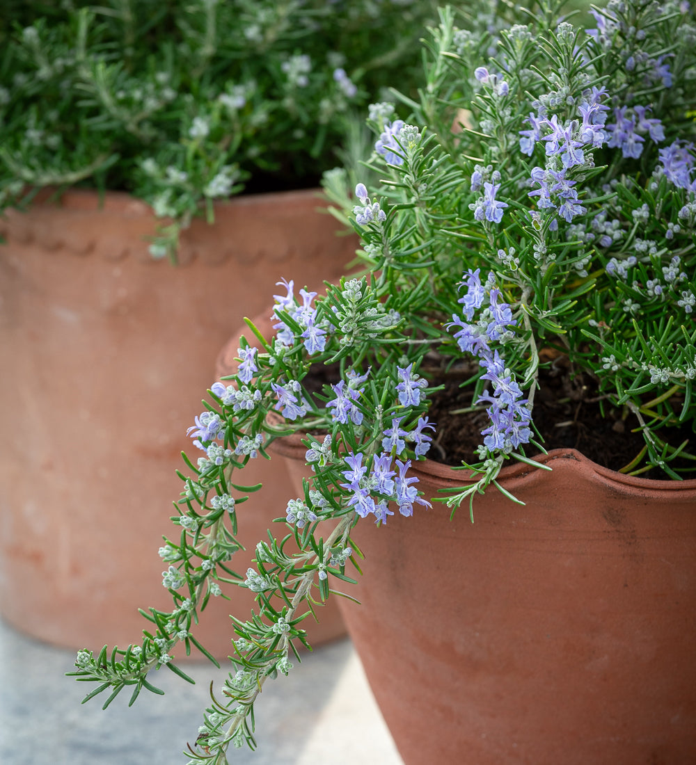 Sarah Raven Plants Rosemarinus prostratus Pflanze 1x 2-Liter-Topf hängend