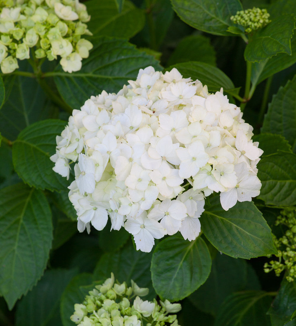 Sarah Raven Plants Hortensie Madame Emile Mouillère 2 Liter Topf weiß