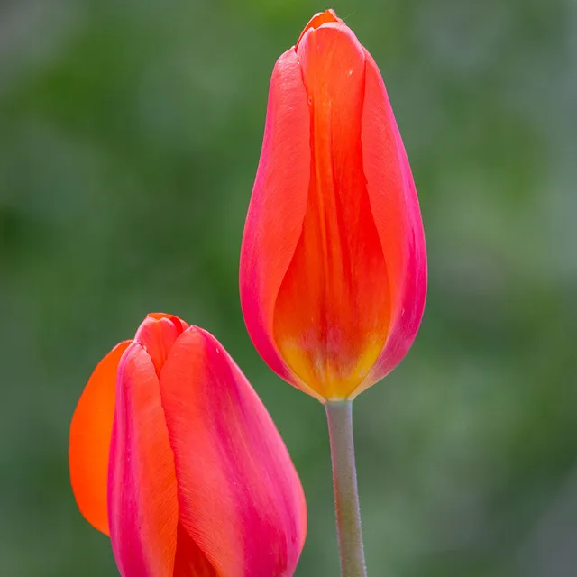 Sarah Raven Tulip Lighting Sun Blumenzwiebeln 10 Stück gelb
