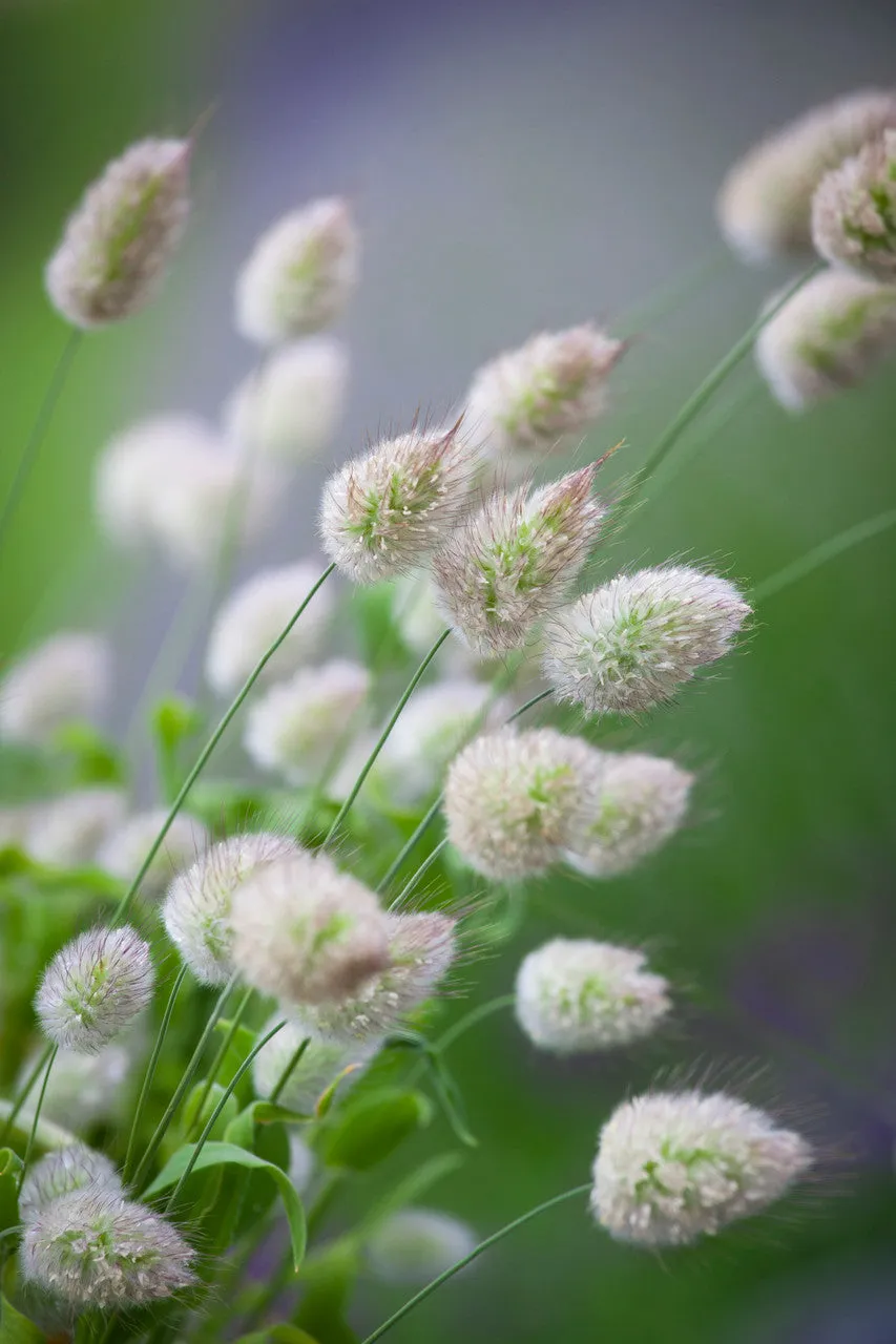 Sarah Raven Seeds Hasenschwanzgras Lagurus 200 Samen Ziergras