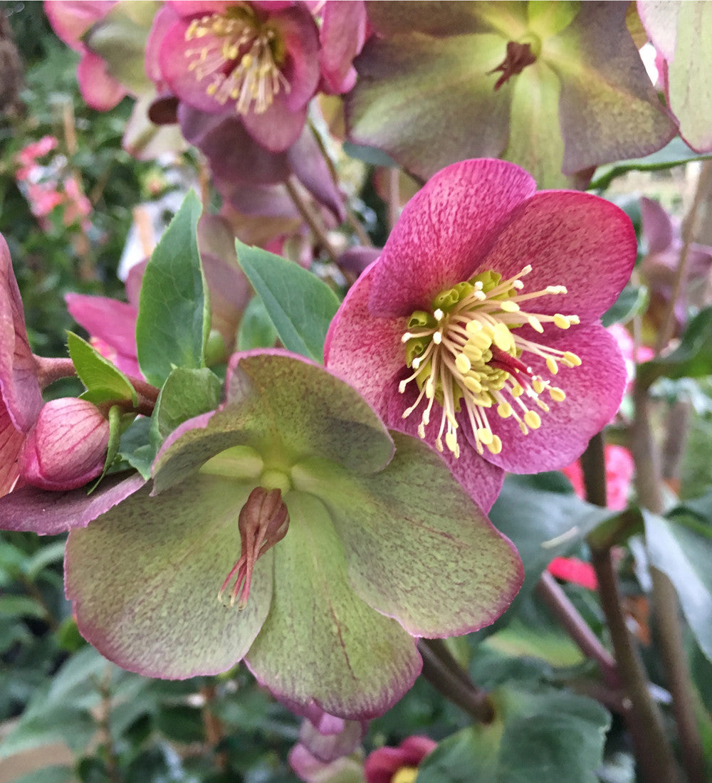 Sarah Raven Helleborus Ice N Roses Red Topf Winterblüher