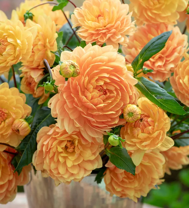 Sarah Raven Bulbs Dahlia 'Rancho' Knolle 1 Knolle aprikotgelb
