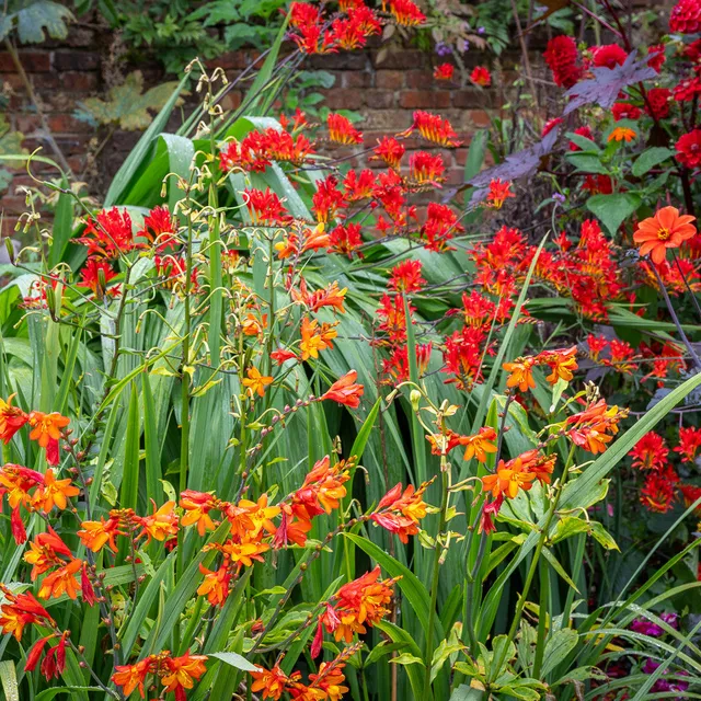 Sarah Raven Glowing Embers Crocosmia Stauden 6x9cm rot