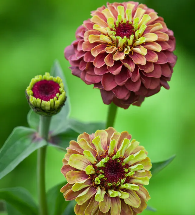 Sarah Raven Plants Zinnie Queeny Lime Red Blumensamen 20 Samen
