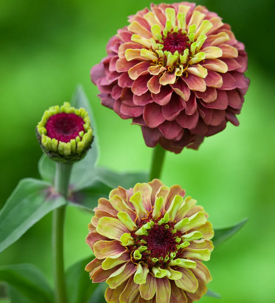Sarah Raven Plants Zinnie Queeny Lime Red Blumensamen 20 Samen