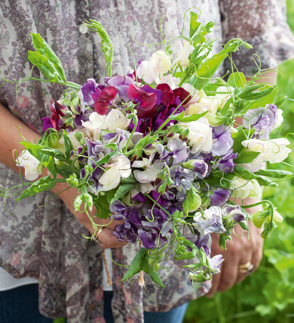 Sarah Raven Seeds Sweet Pea Cupani Wicken Samen 20 Samen duftend