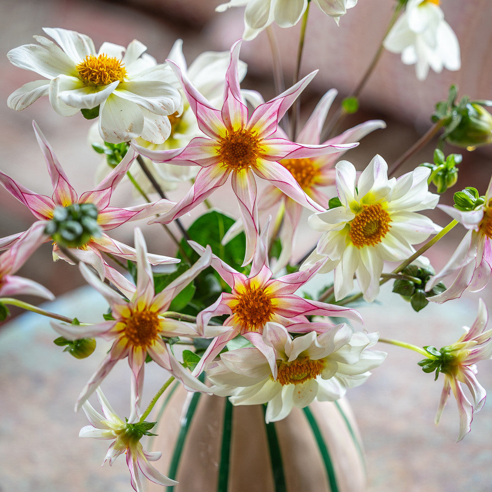 Sarah Raven Bulbs White Star Dahlia Kollektion Knollen 4 Stück