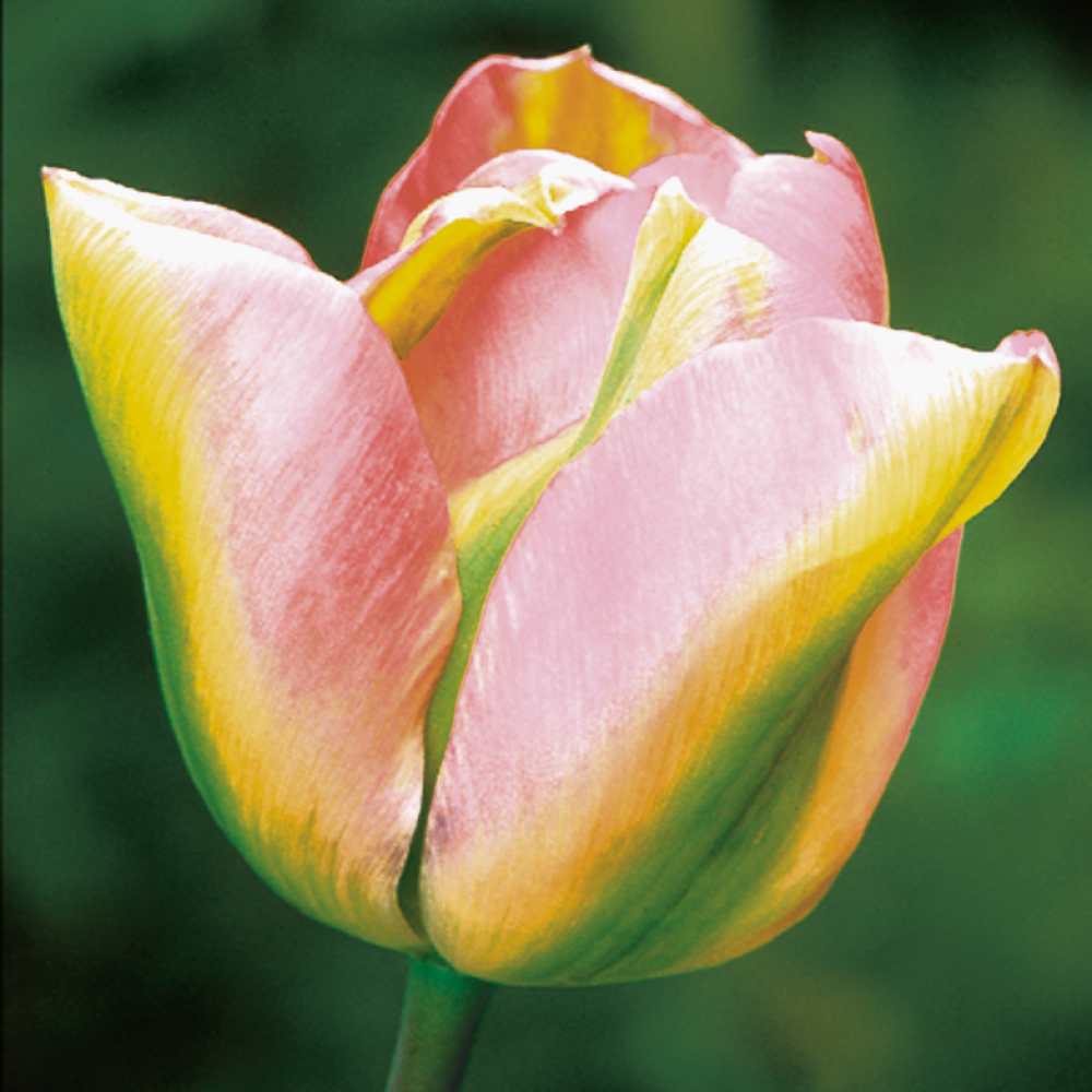 Sarah Raven Bulbs Tulip Groenland Blumenzwiebeln 15 Vasensorte