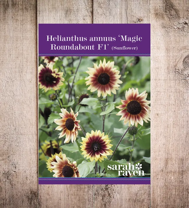 Sarah Raven Seeds Helianthus Magic Roundabout F1 Sonnenblume 50 Samen