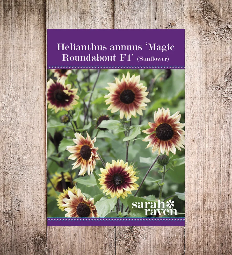 Sarah Raven Seeds Helianthus Magic Roundabout F1 Sonnenblume 50 Samen