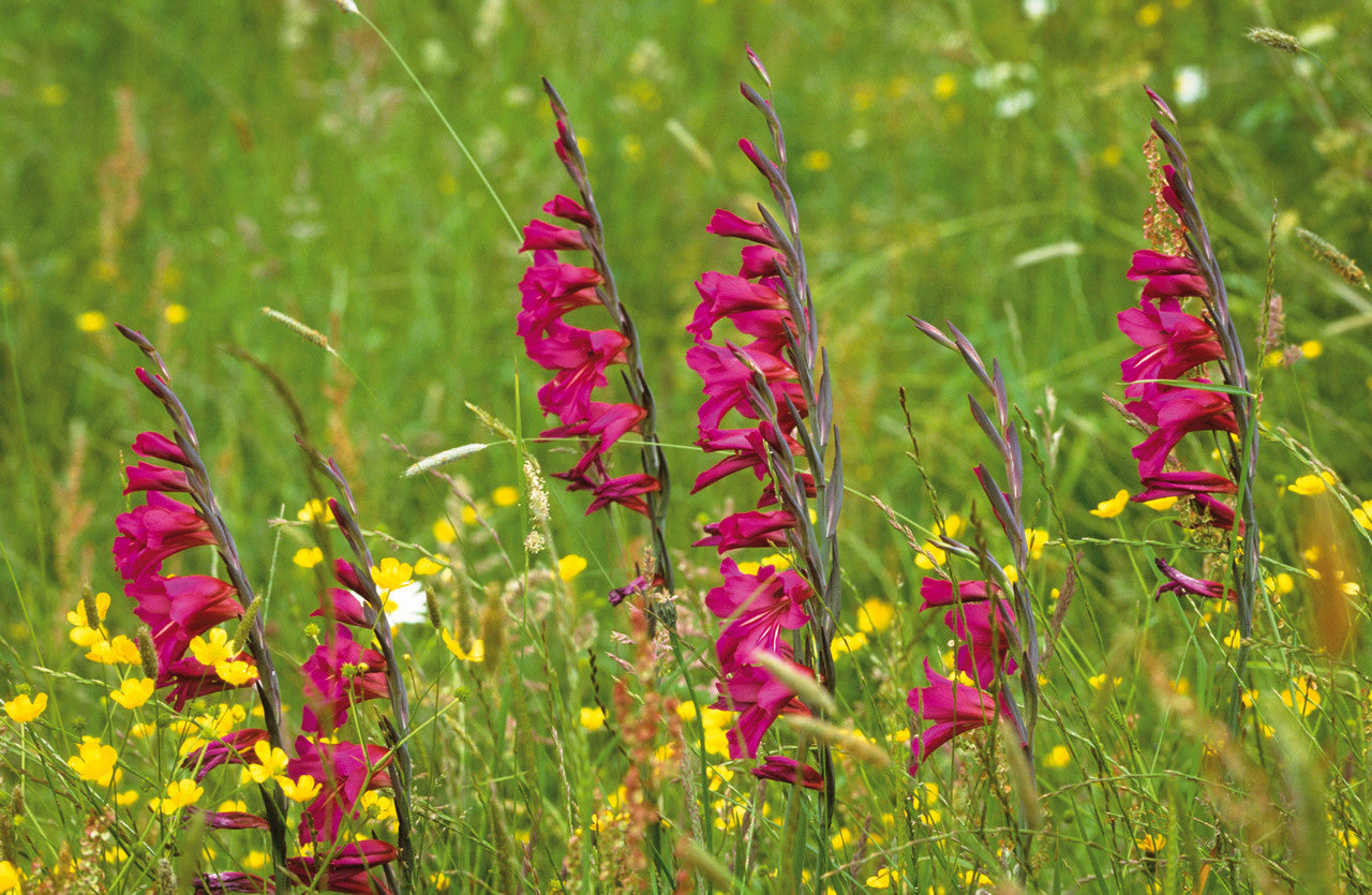 Sarah Raven Bulbs Gladiolus Byzantinus Knollen 20 Stück magenta