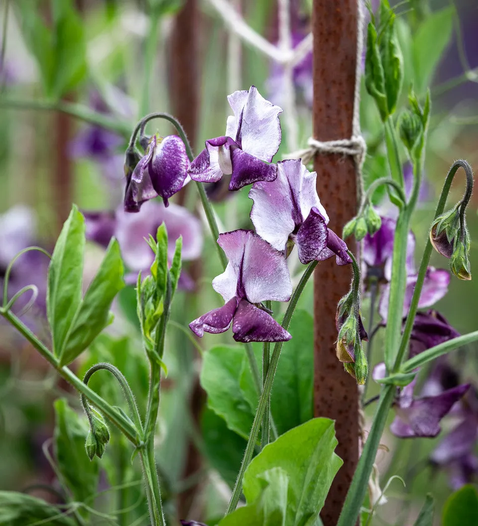 Sarah Raven Plants Sweet Pea Nimbus Blumensamen 25 duftend
