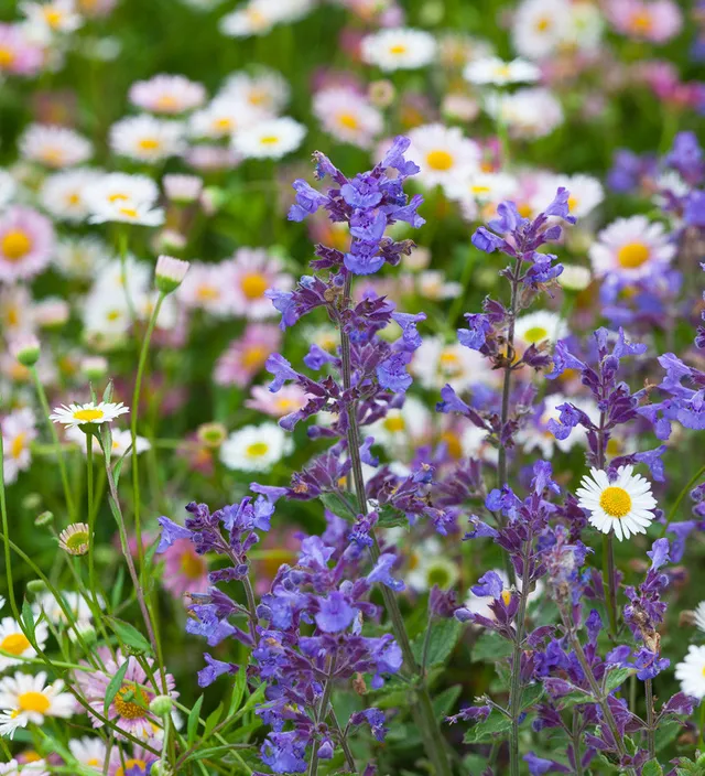 Sarah Raven Plants Nepeta Kit Kat Katzenminze Pflanze 3x9cm kompakt
