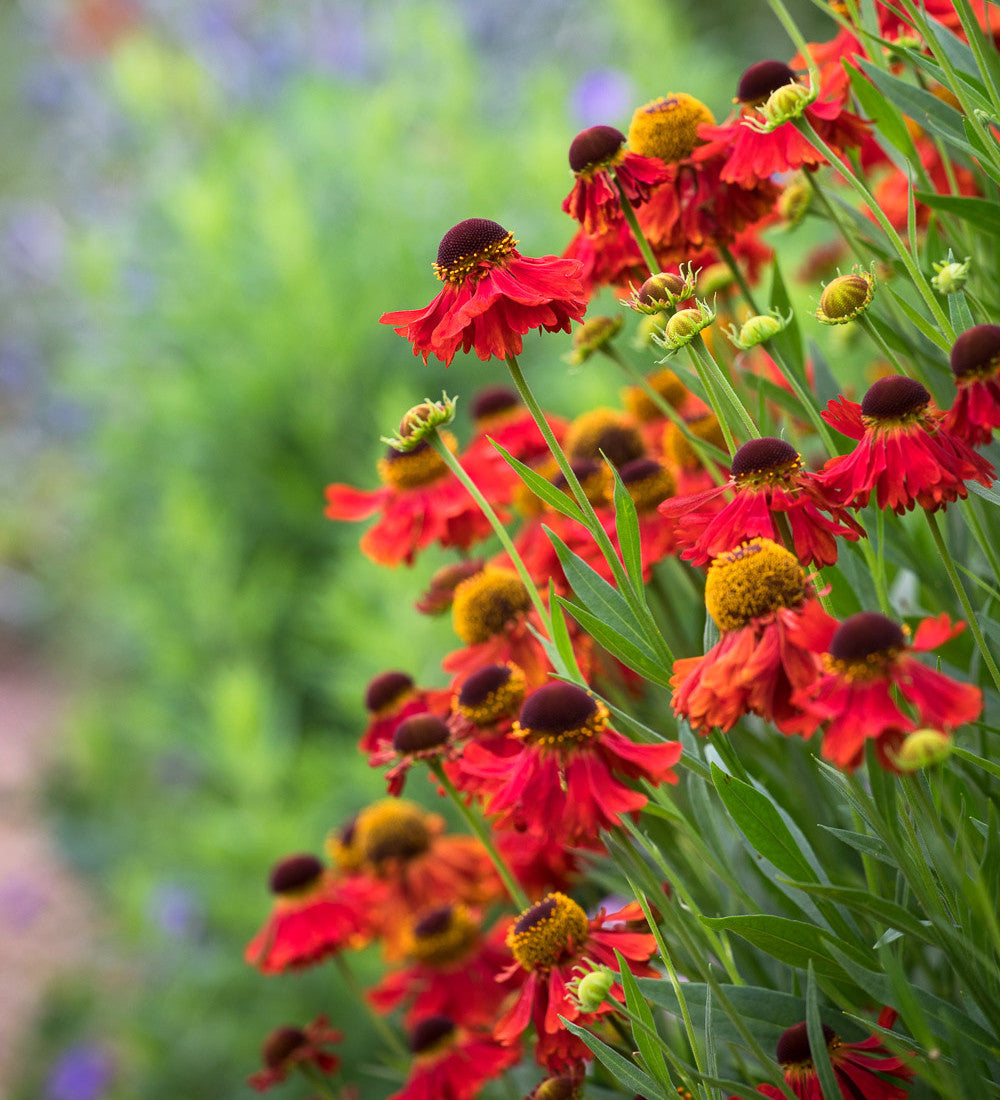 Sarah Raven Plants Moerheim Beauty Sonnenbraut 3x9cm Orange