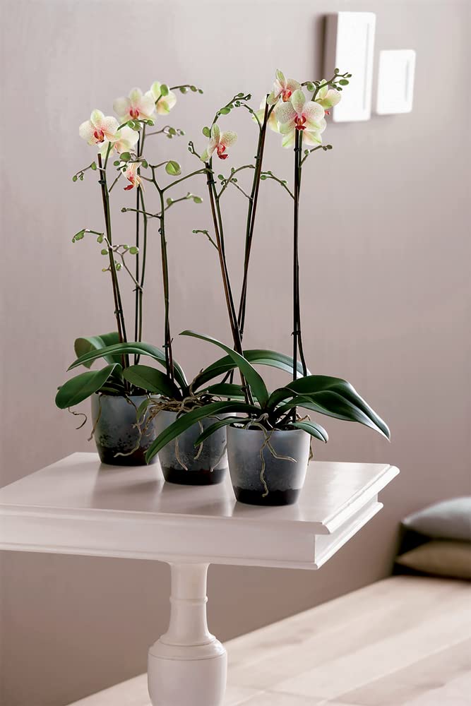 elho Brussels Orchideentopf 12,5 cm Transparent für innen