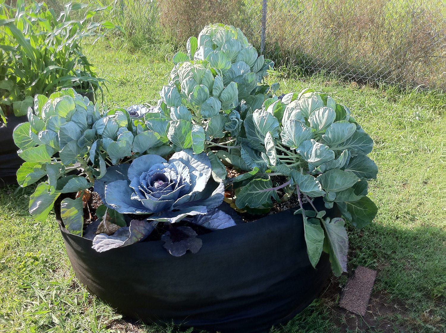 Smart Pot Raised Beds Round Raised Bed Hochbeet 36 Inch Schwarz Stoff