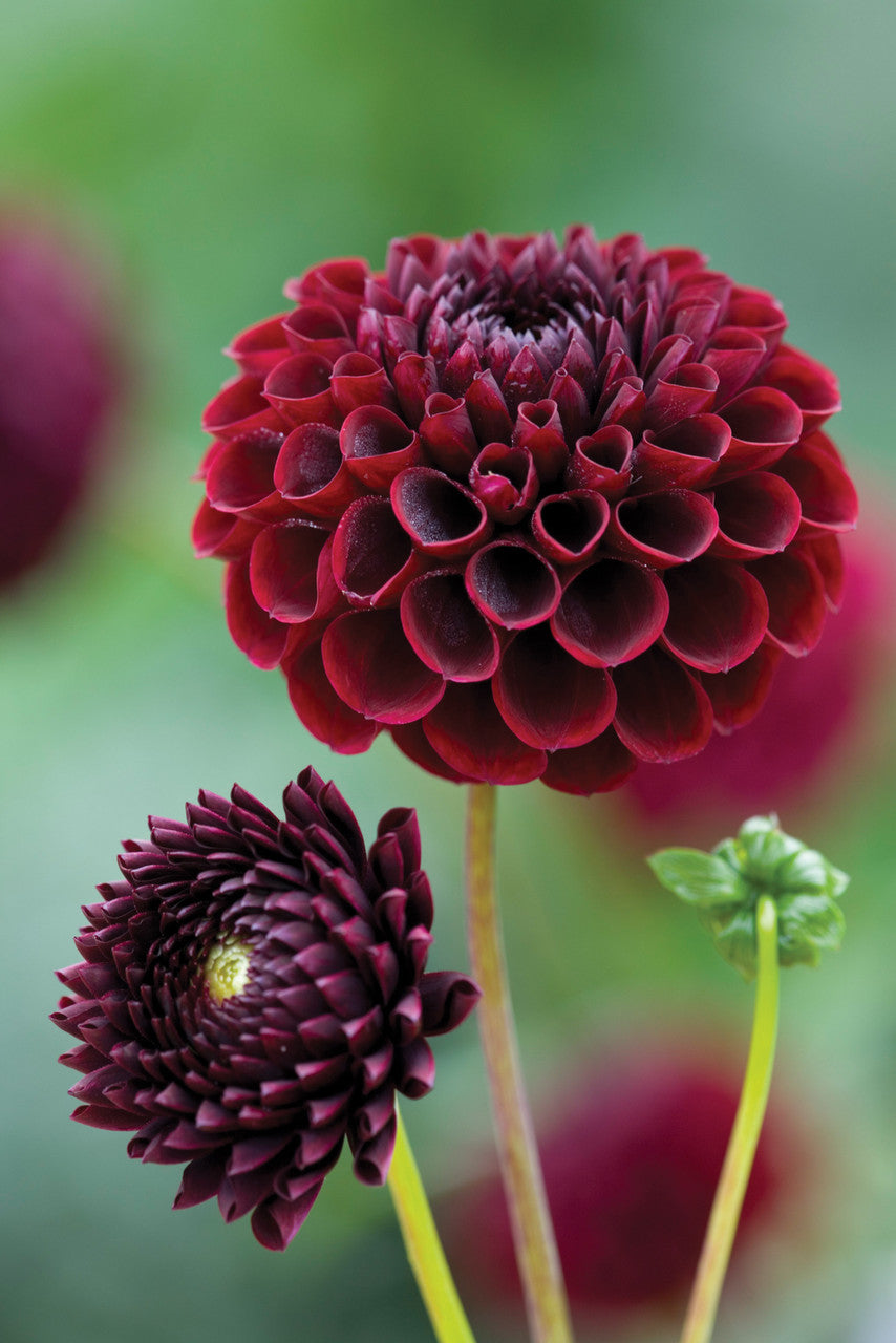 Sarah Raven Bulbs Venetian Dahlia Collection Knollen 8 Knollen bunt