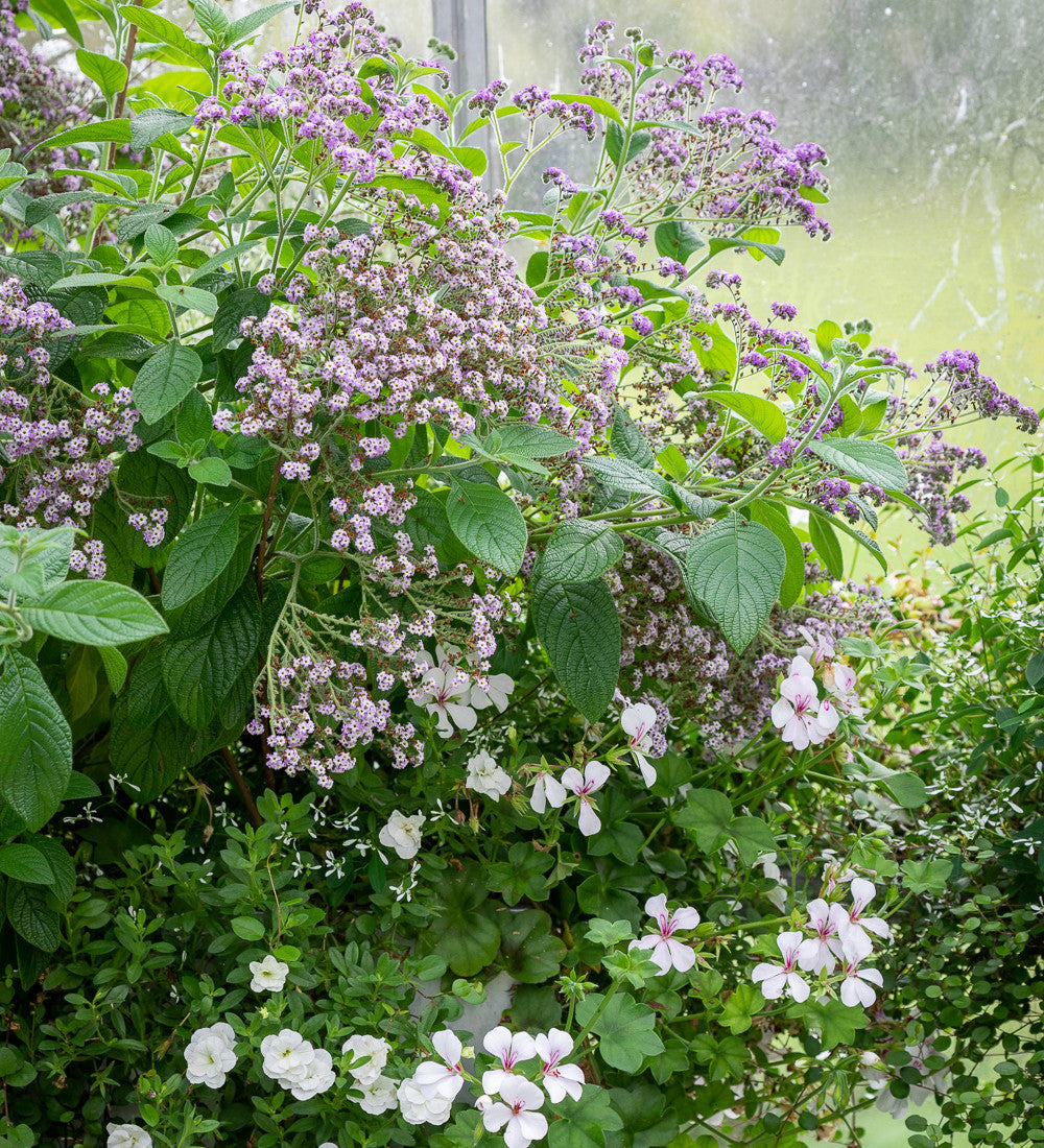 Sarah Raven Plants Heliotropium Reva Duftpflanze 3x9cm Topf