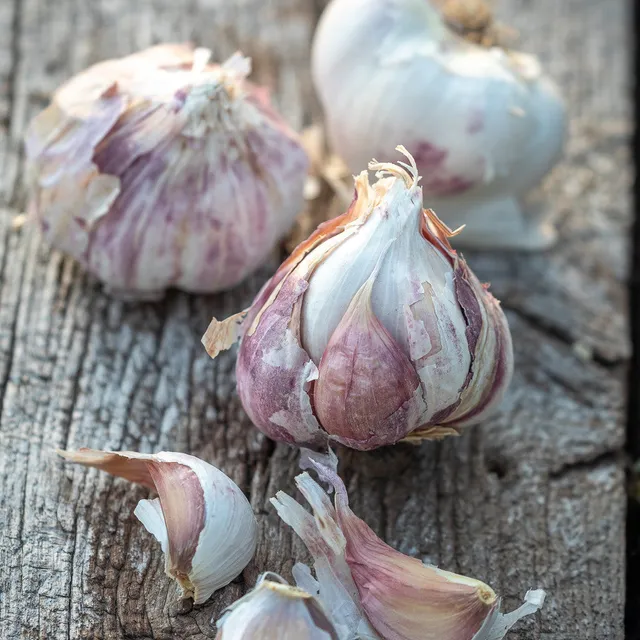 Sarah Raven Bulbs Garlic Early Purple Wight Knoblauch 2 Zwiebeln früh