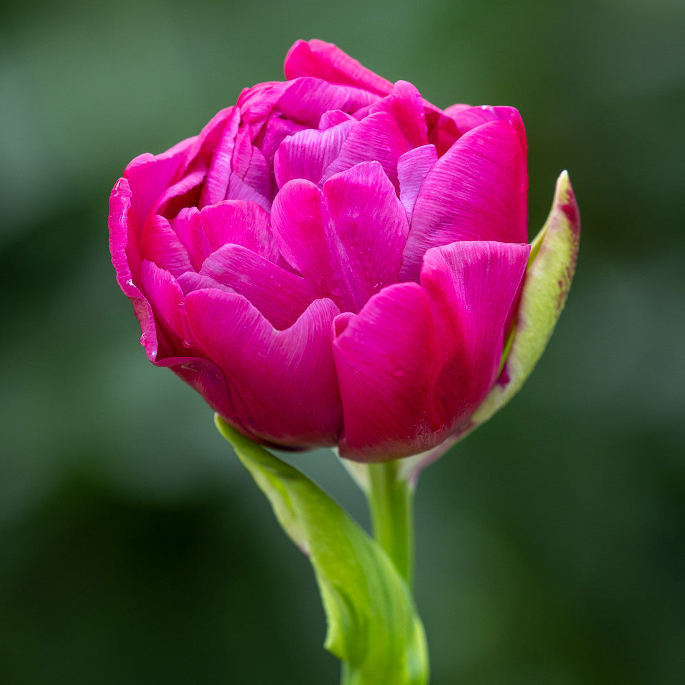 Sarah Raven Margarita Tulpe 10 Blumenzwiebeln lila-pink
