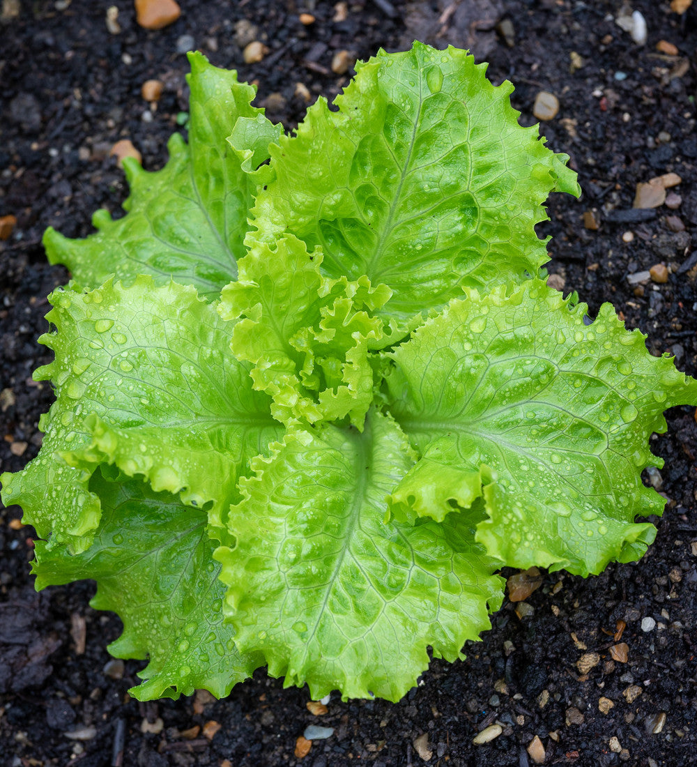 Sarah Raven Seeds Salat Batavia Green Samen 750 Samen