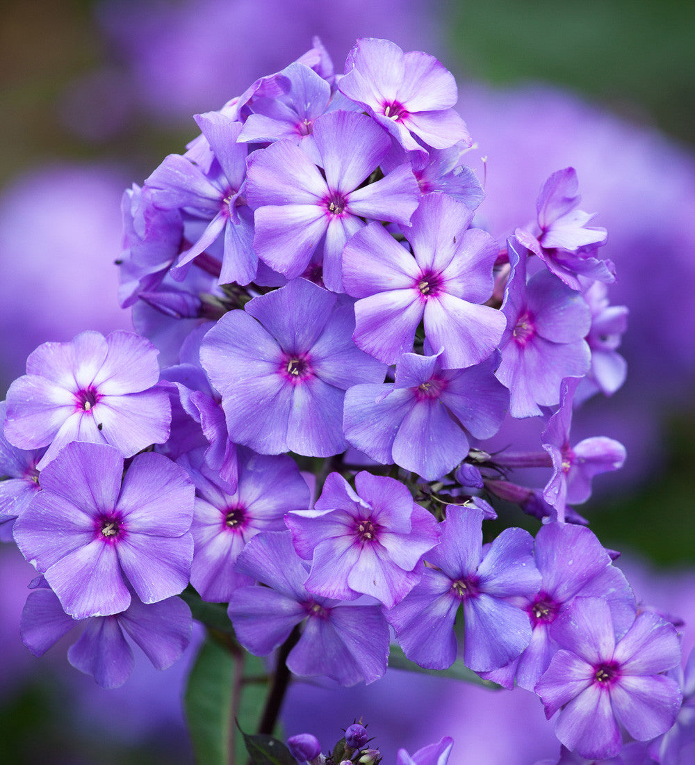 Sarah Raven Phlox Blue Paradise Staude 3x 9cm duftend