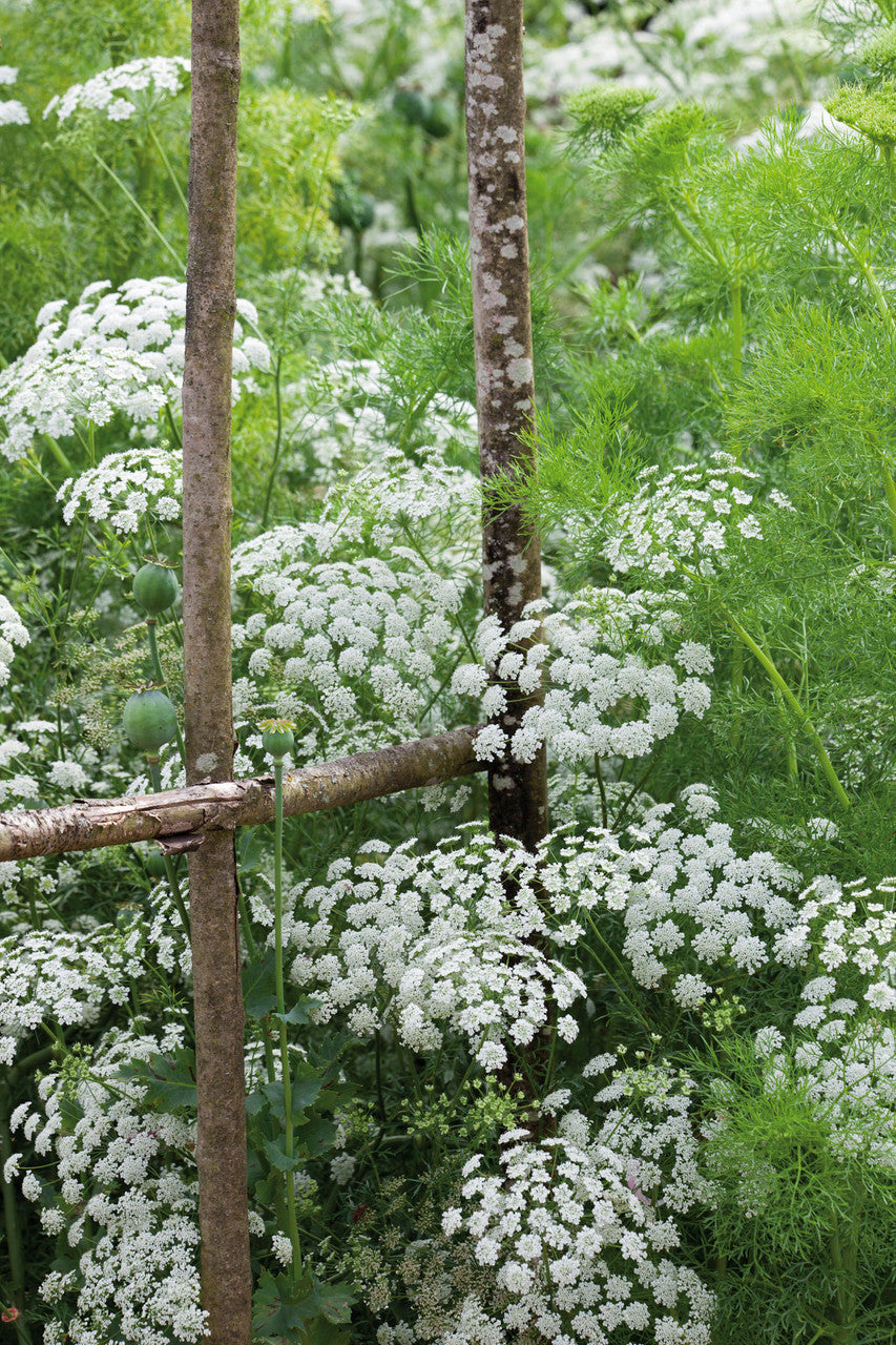 Sarah Raven Ammi majus Blumensamen 500 Samen weiß
