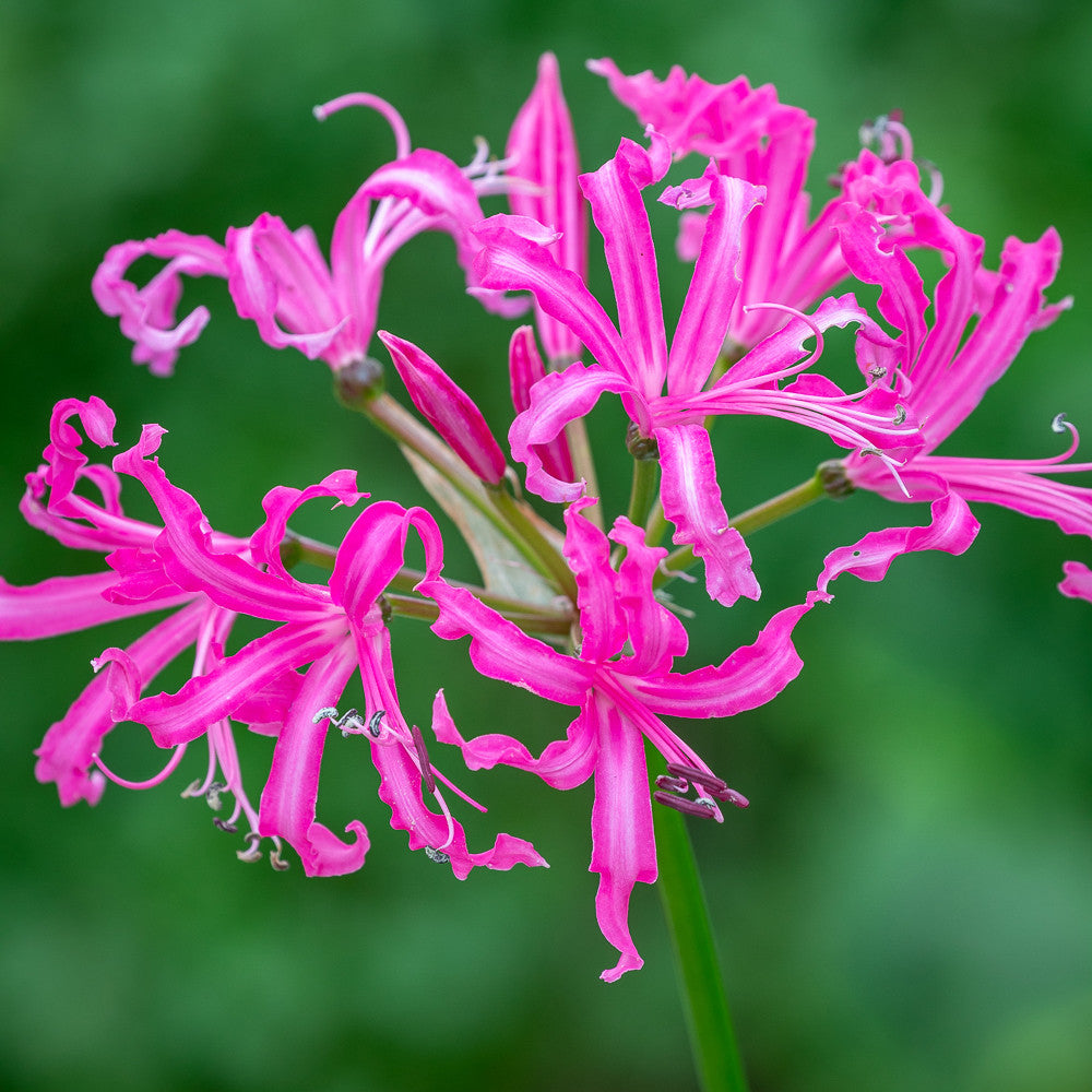 Sarah Raven Nerine bowdenii Isabel Blumenzwiebeln 5 Stück