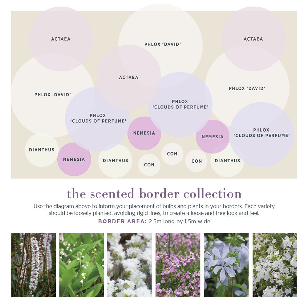 Sarah Raven Scented Border Collection Pflanzen 18x9cm Topf duftend