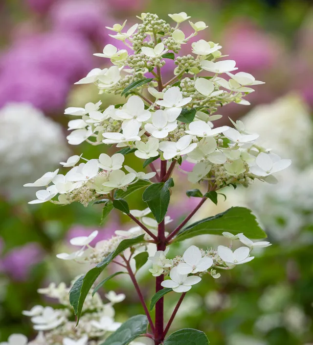 Sarah Raven Plants Hydrangea Wims Red Hortensie 2 Liter Topf