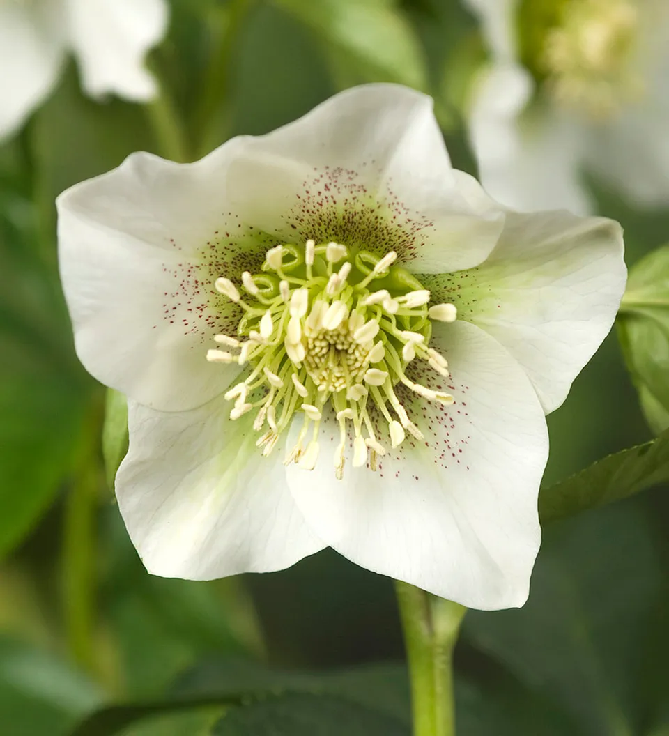 Sarah Raven Helleborus Pretty Ellen Blumepflanze 2L weiß gefleckt