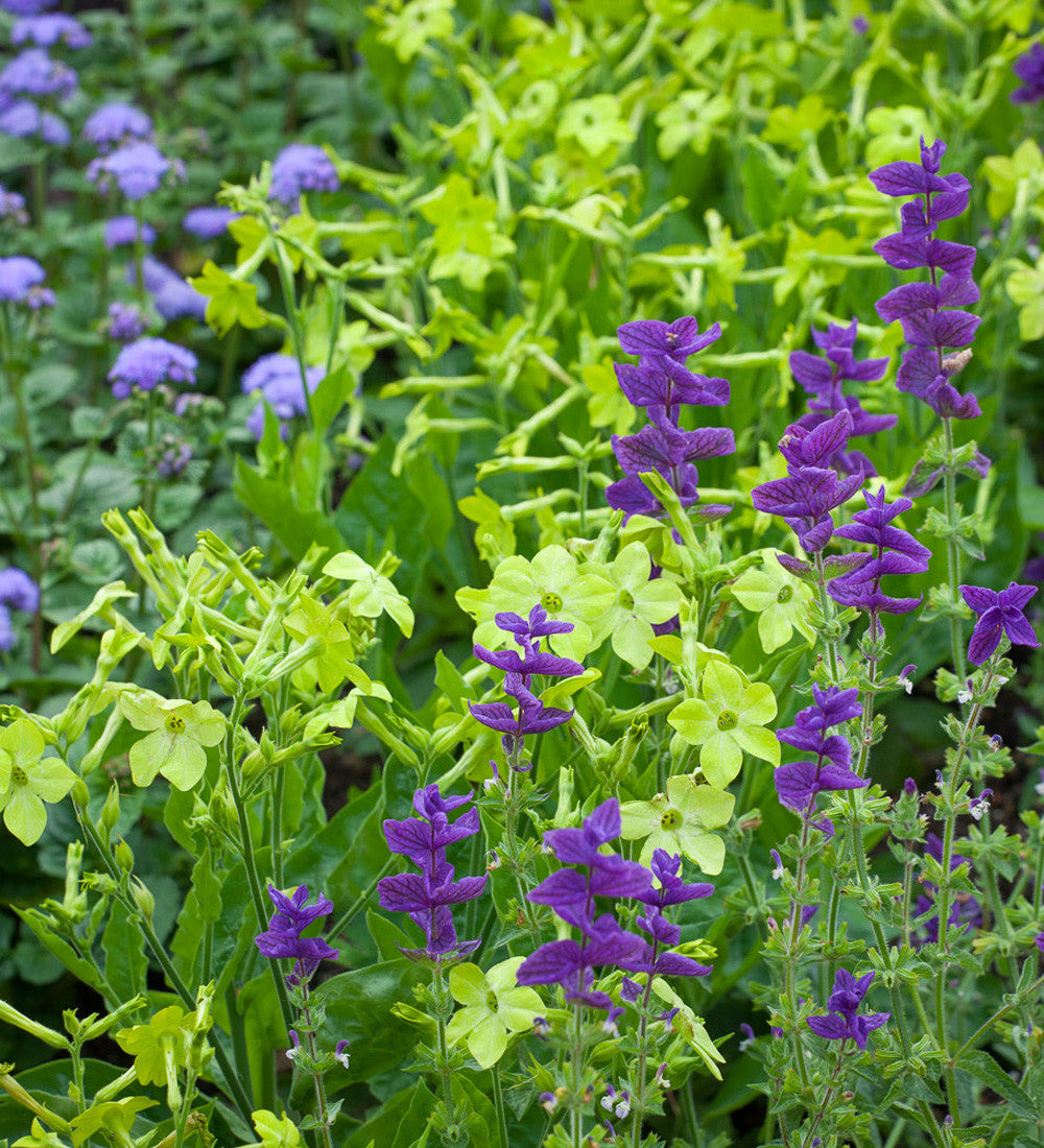Sarah Raven Plants Nicotiana alata Lime Green Samen 100 Stück