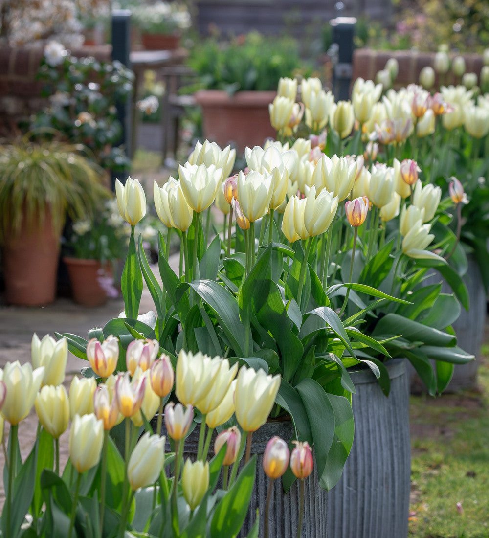 Sarah Raven Bulbs Tulpe Purissima Blumenzwiebeln 10 Stück cremeweiß