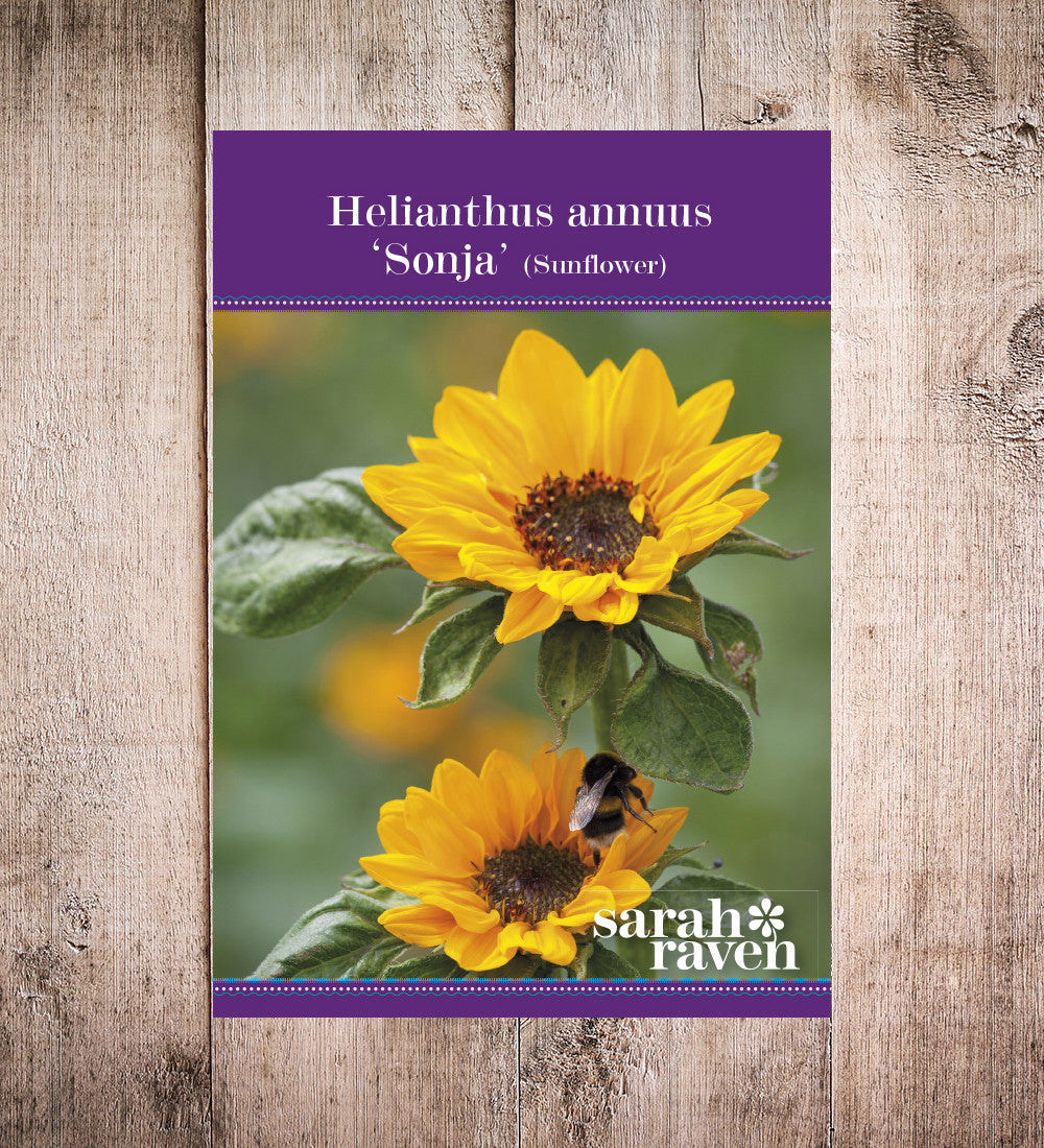 Sarah Raven Helianthus Sonja Sonnenblumen 50 Samen gelb