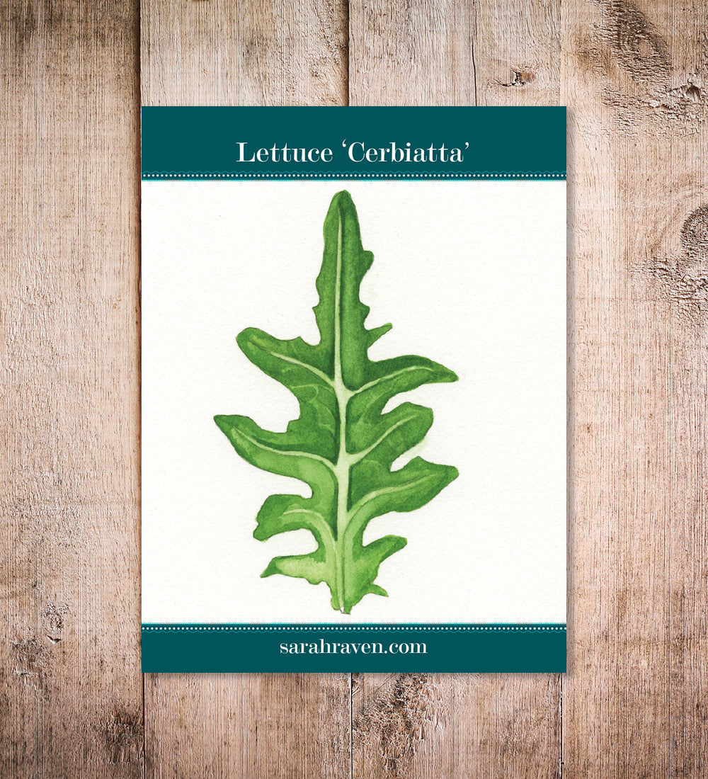 Sarah Raven Seeds Lettuce Cerbiatta Salatsamen 750 Samen Knackig